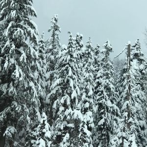 Meet your Posher, Renee'